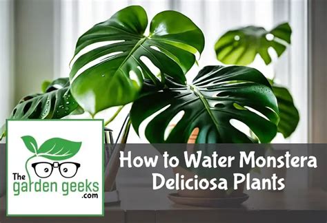 moisture meter for monstera|how to care for monstera.